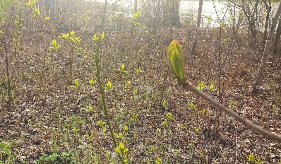 young trees beginning to bud and open up their leaves