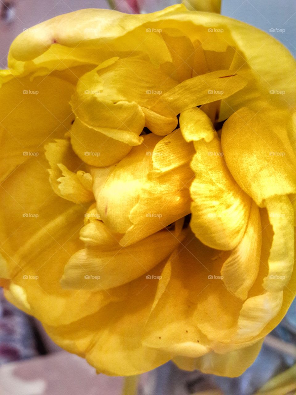 outdoor flower yellow tulip springtime