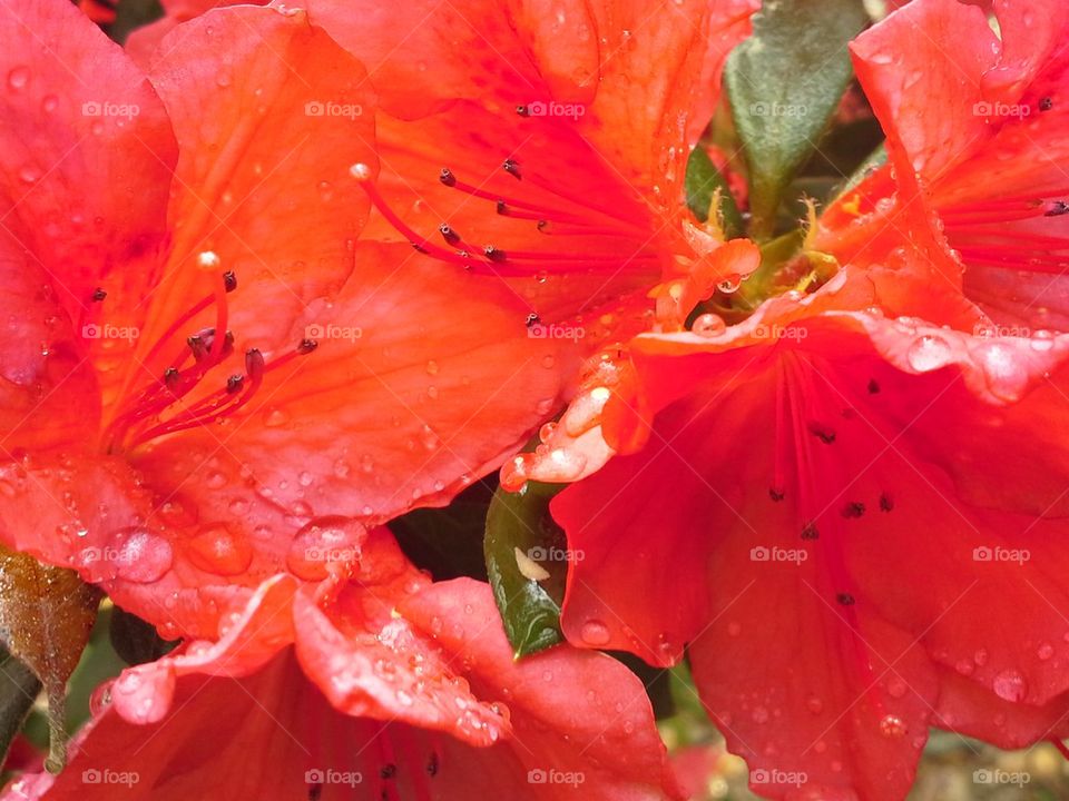 Red Azalea 1