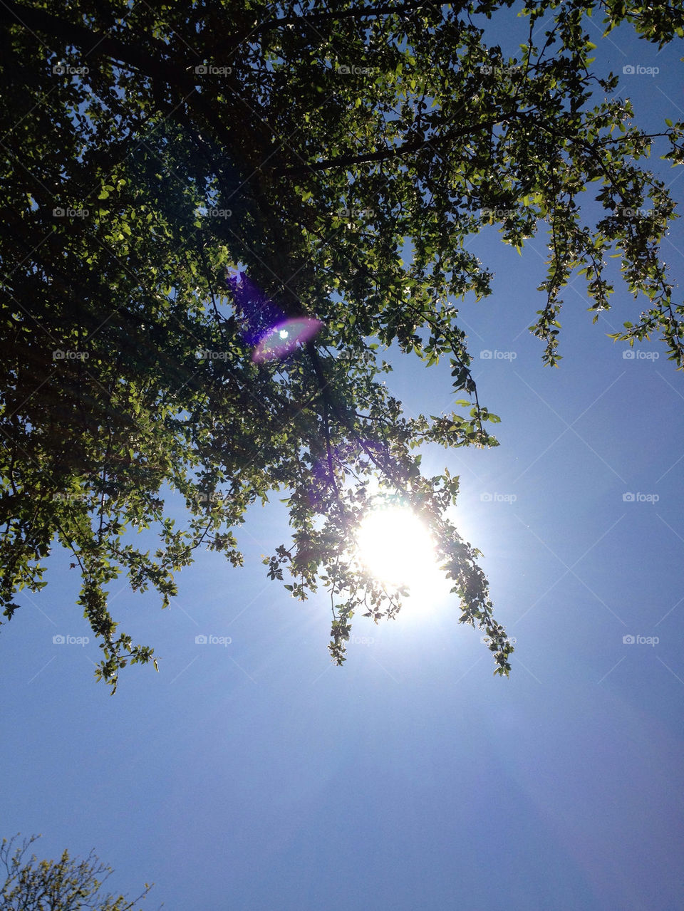 sky summer tree sun by katyclemmans