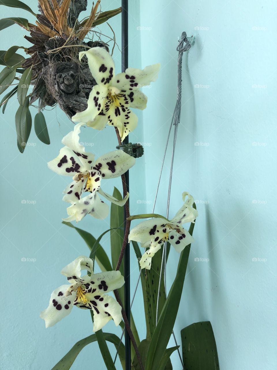 Orchid in bloom 