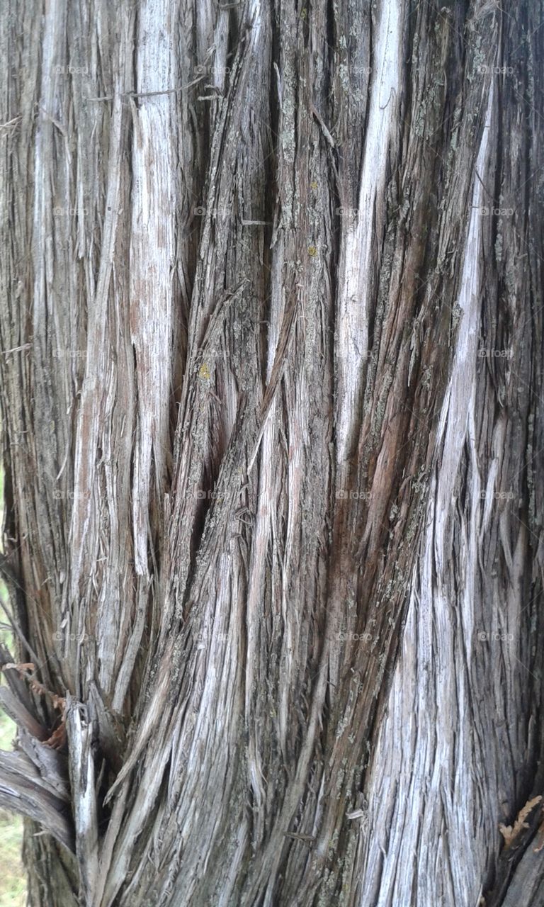 evergreen bark
