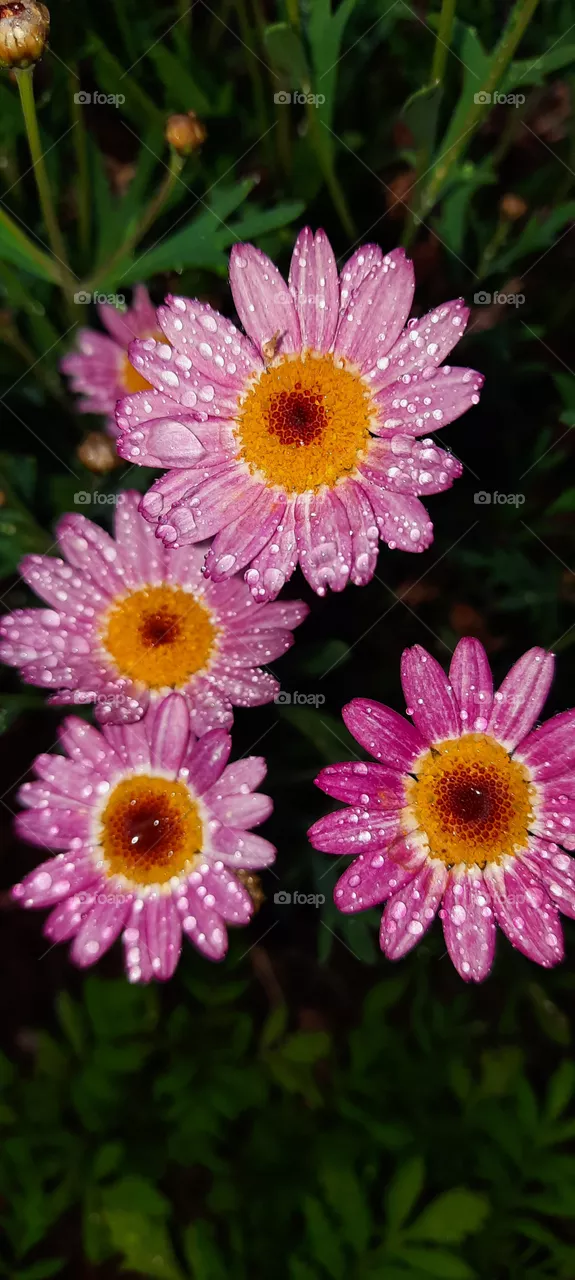 pink daisy
