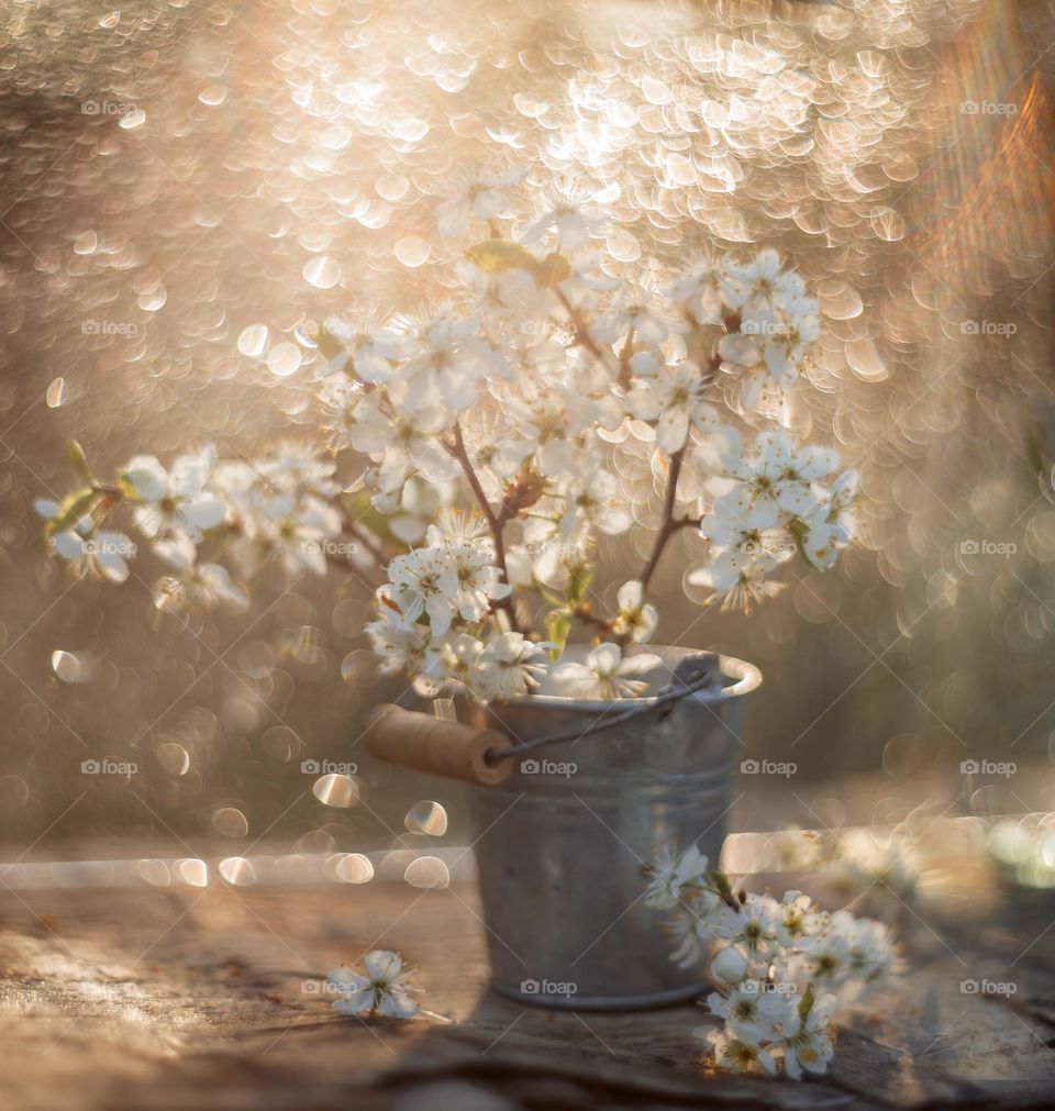 Cherry blossom branch with light sparkle. Manual helios lense