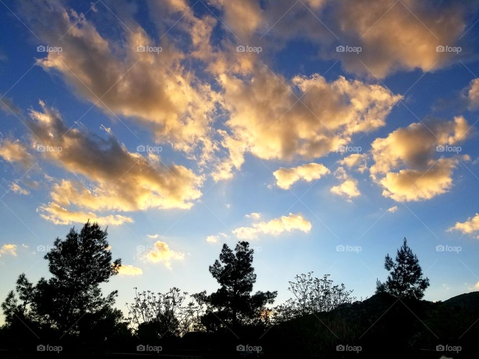 Salmon pink clouds against a bright blue sky with pine tree silhouettes. Sundown/dusk.