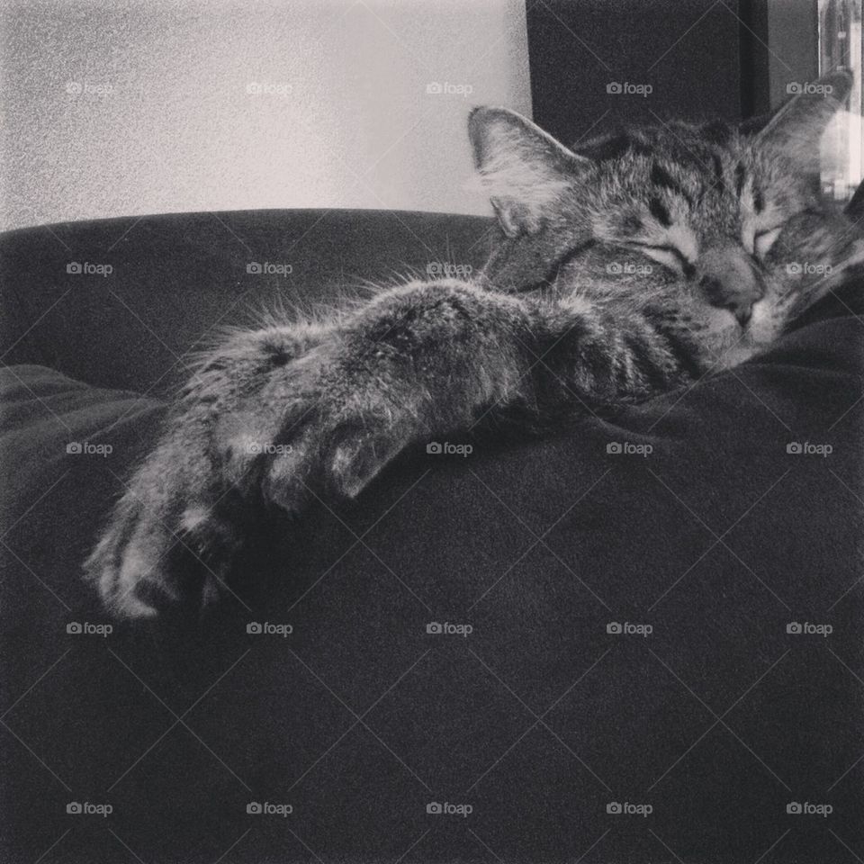Cat nap