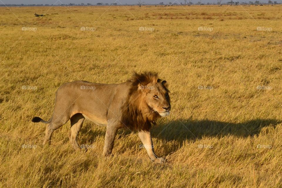 Lion in botswana