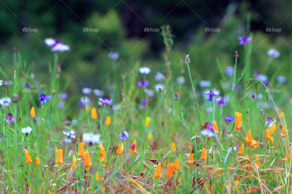 Beautiful mountain wildflowers on a lovely spring day. There was fog rolling across the mountain so the orange California poppies were closed as they do at night to protect themselves against the cold. 