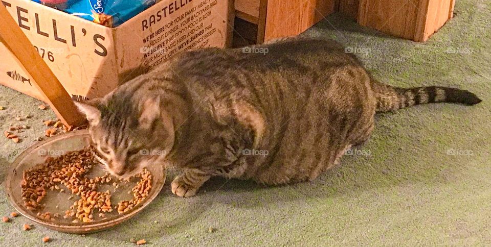 A chubby household cat named Kitty. He is eating a little snack.