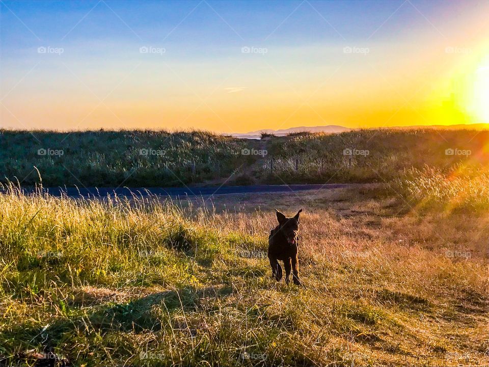Sunset running dog