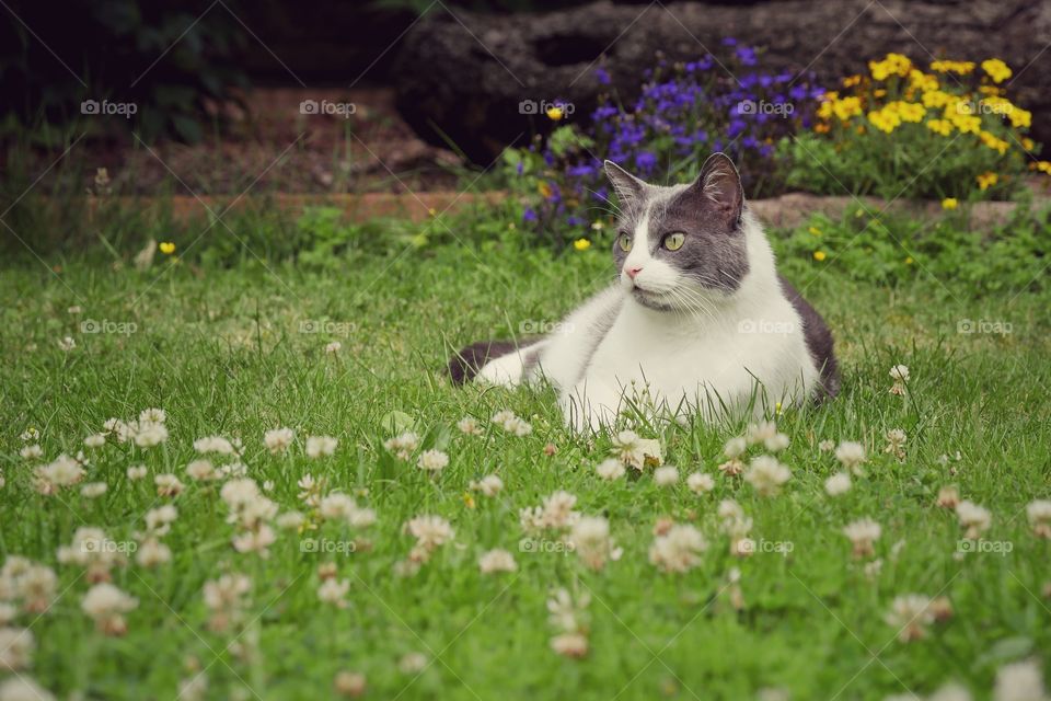 Cat relaxing on grassy  field