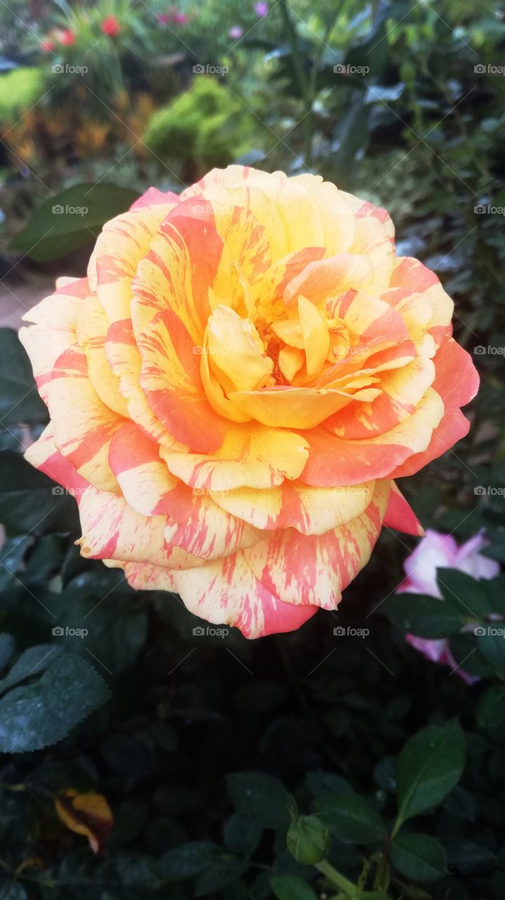 orange and yellow rose ♥️