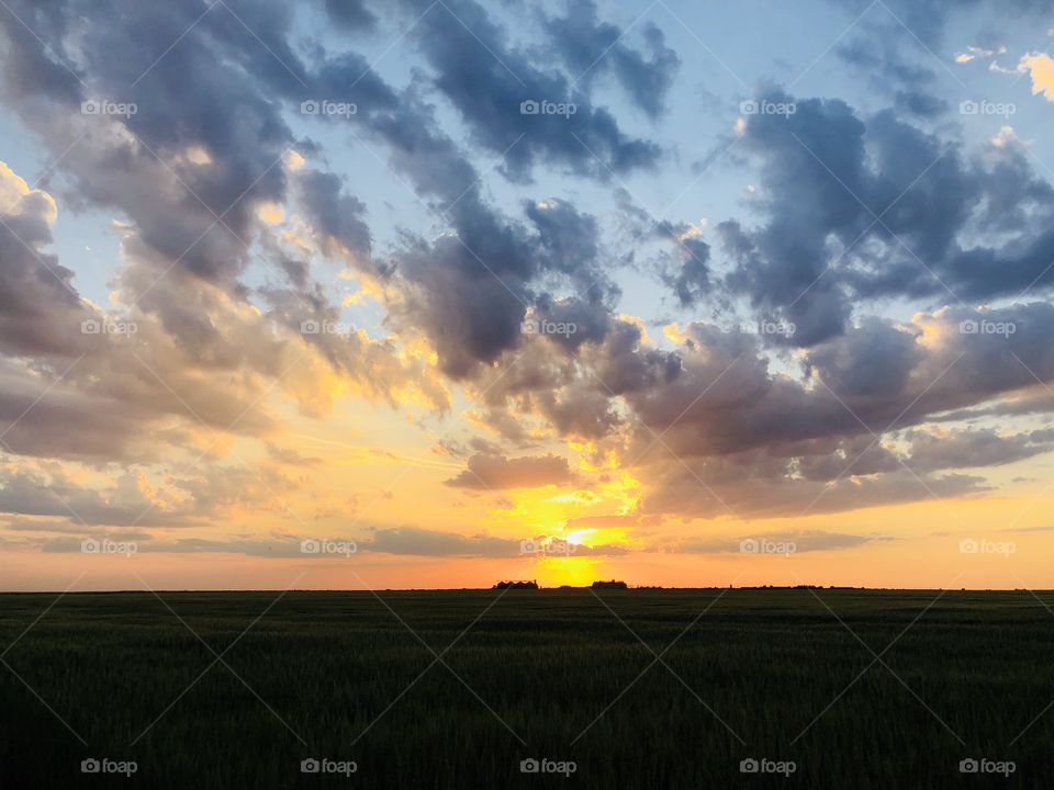 Beautiful golden hour over a wheat field in summer