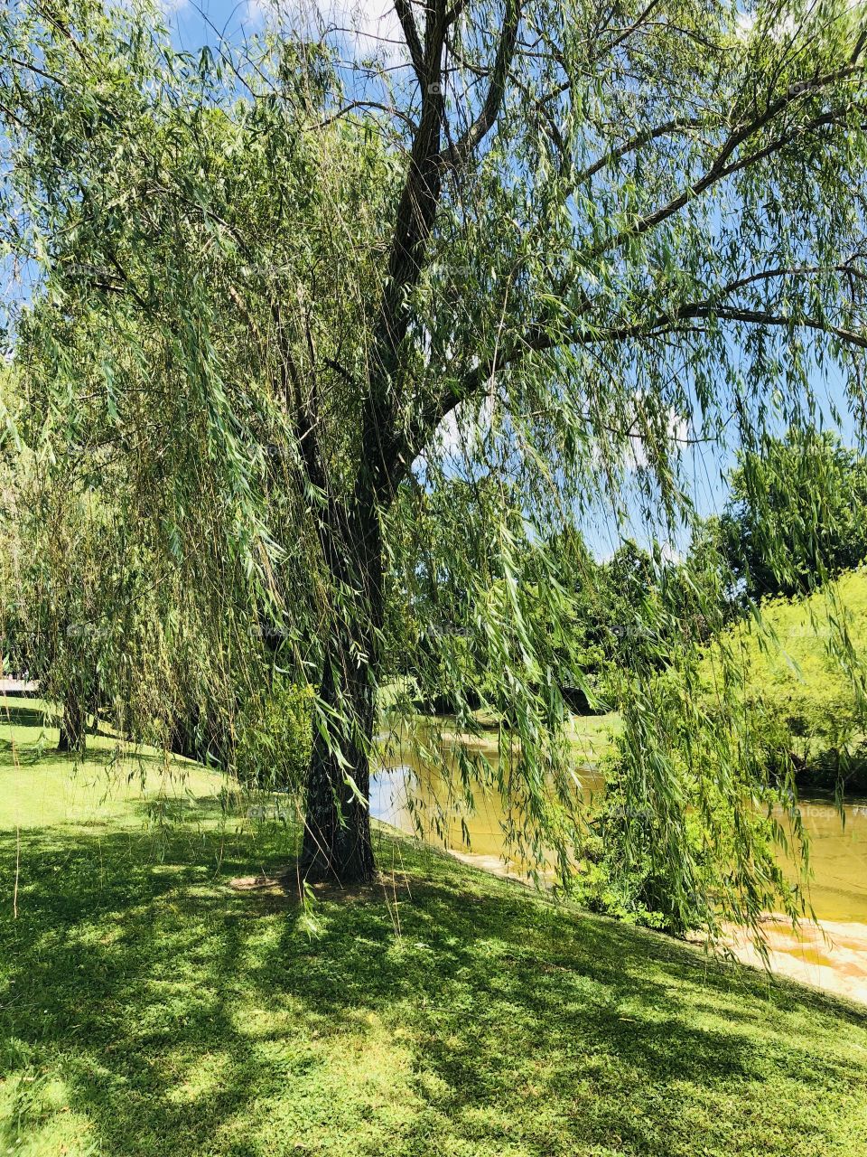 Weeping willow