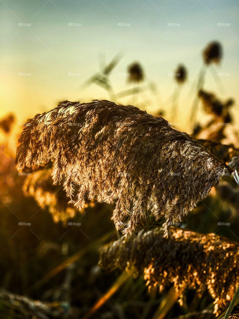 The light of sunset through the leaves 
