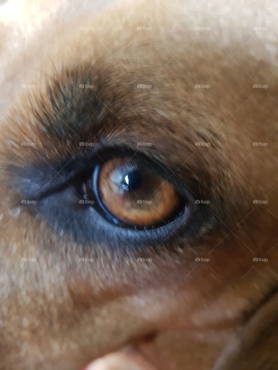 eye