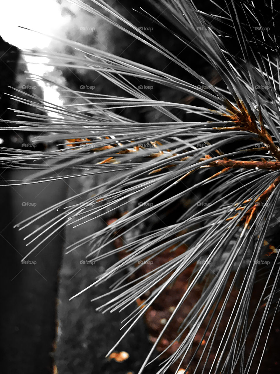 Silver pine needles 