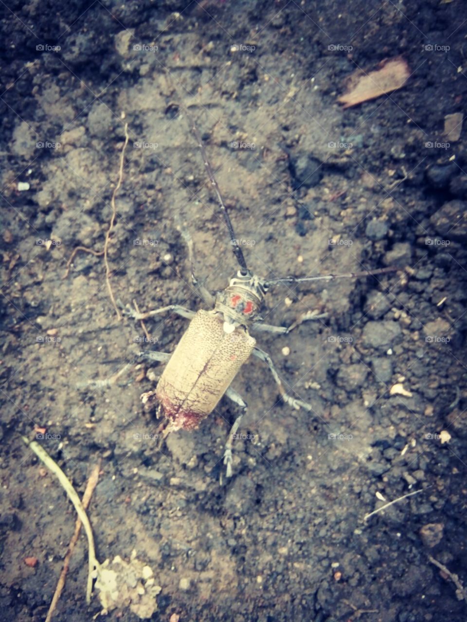 bad insect picture,insect photo, color photo of insect, picture of a big insect,a scary worm,big species worm,worm looking for a hiding place,worm looking for a safe place,colour insect photo