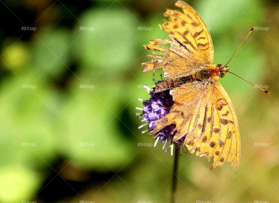 norway flower forrest butterfly by merethe