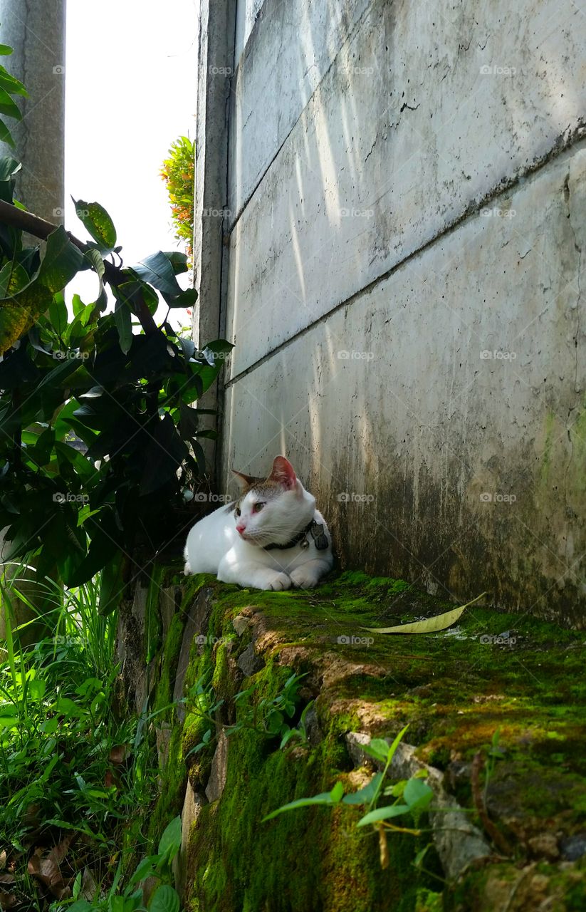 A male cat relaxing at concrete fence with green moss.