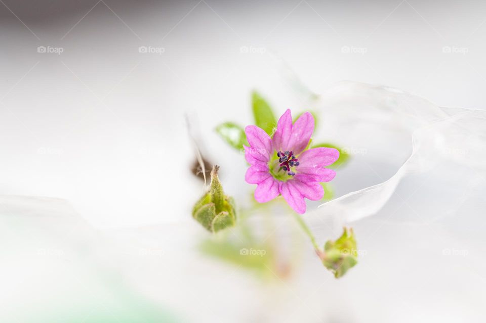 the summer flower that enchants with its delicate beauty.