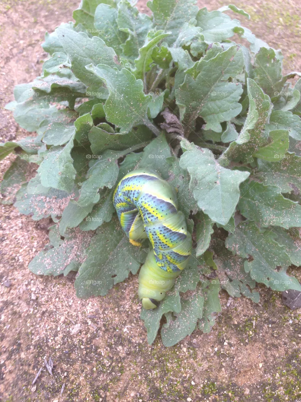 woorm green eating greens