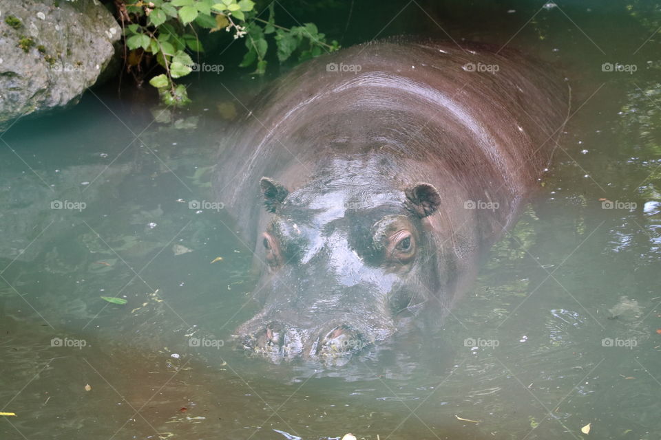 hippo