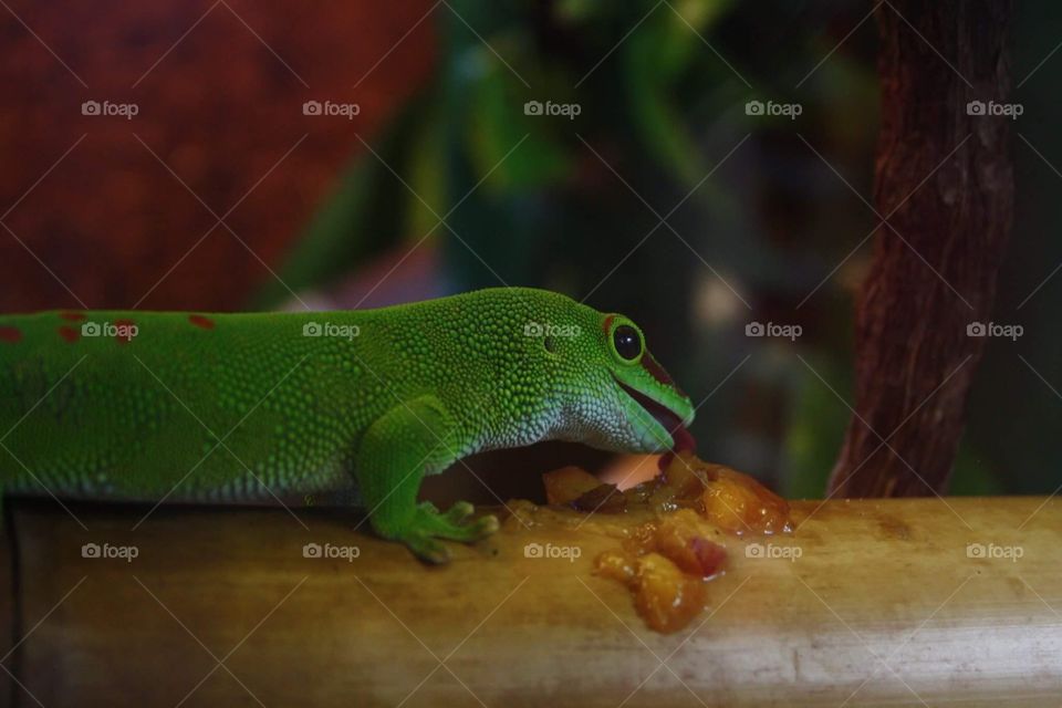 Hungry lizard 