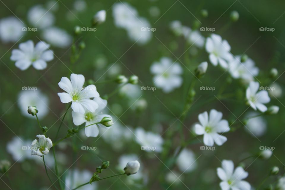 Isolated view of Baby’s Breath against a blurred green background in springtime 