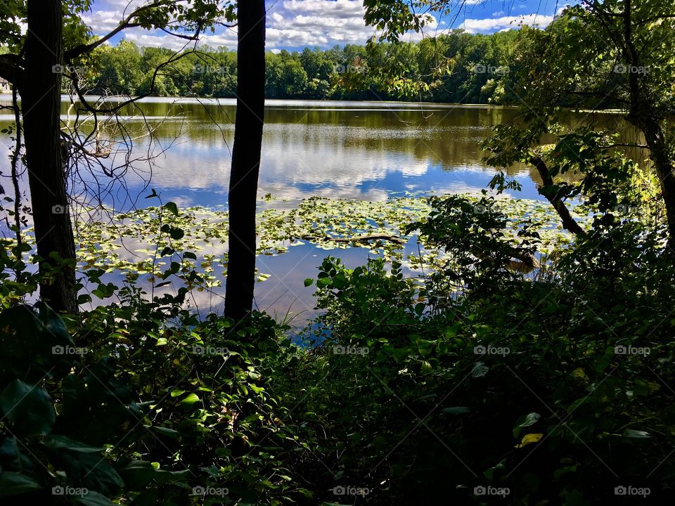 View of the pond