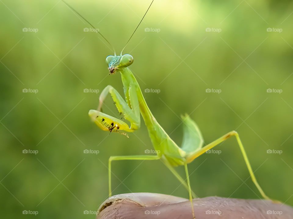 Praying mantis over hand with blurred background.