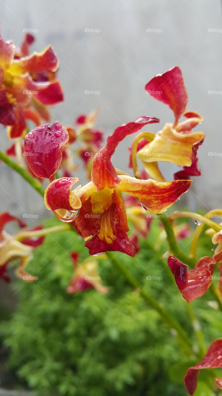 orchid flower decor in garden or park