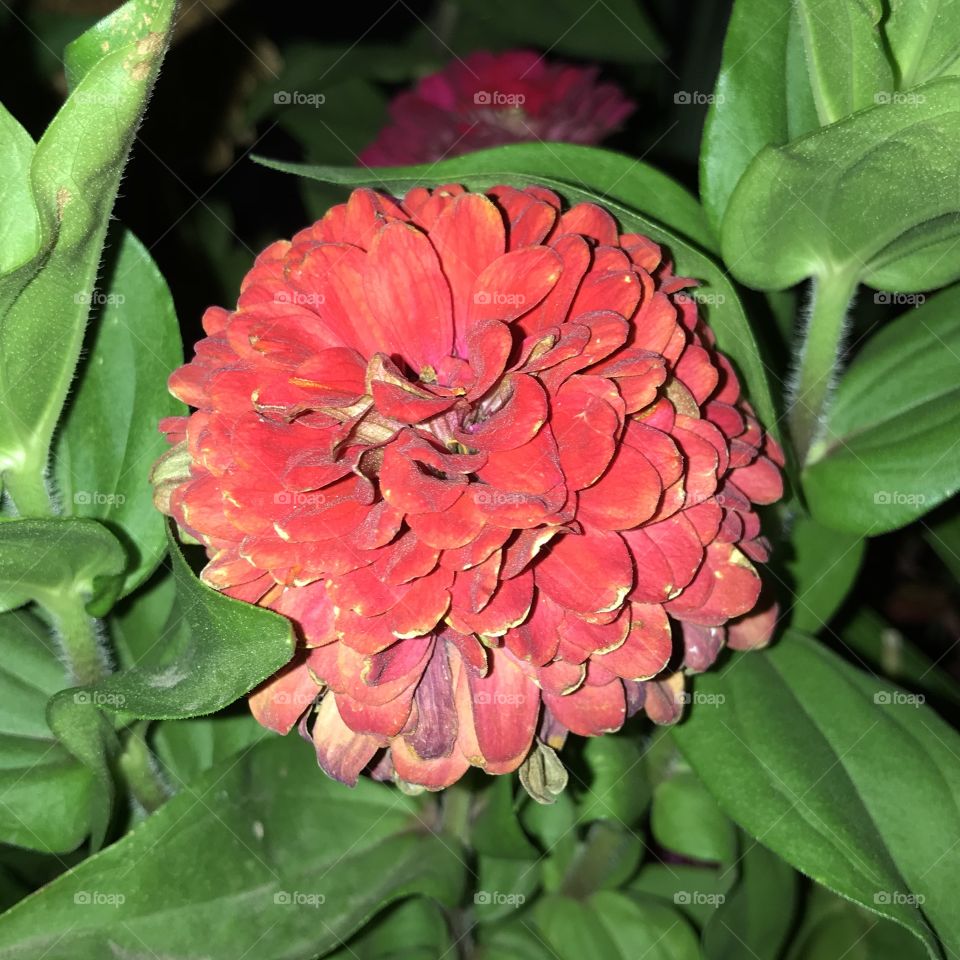 A beautiful plant at night that would fill one’s heart with joy and appreciation.