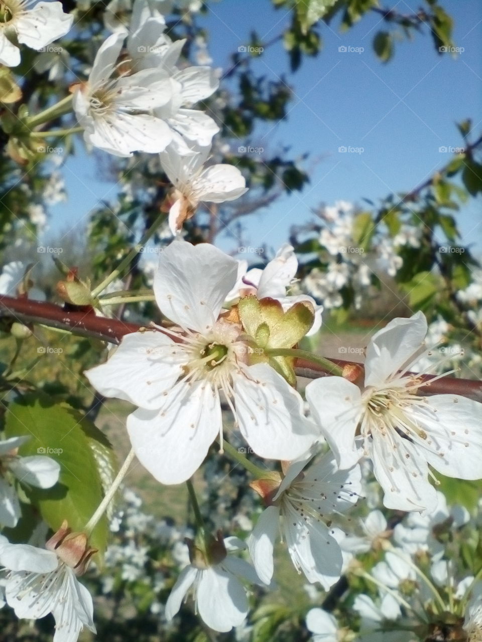 cherry blossoms