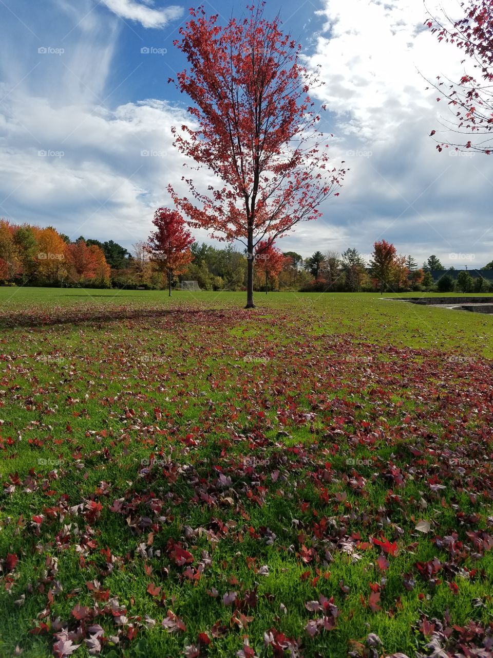 maple trees leaves falling around