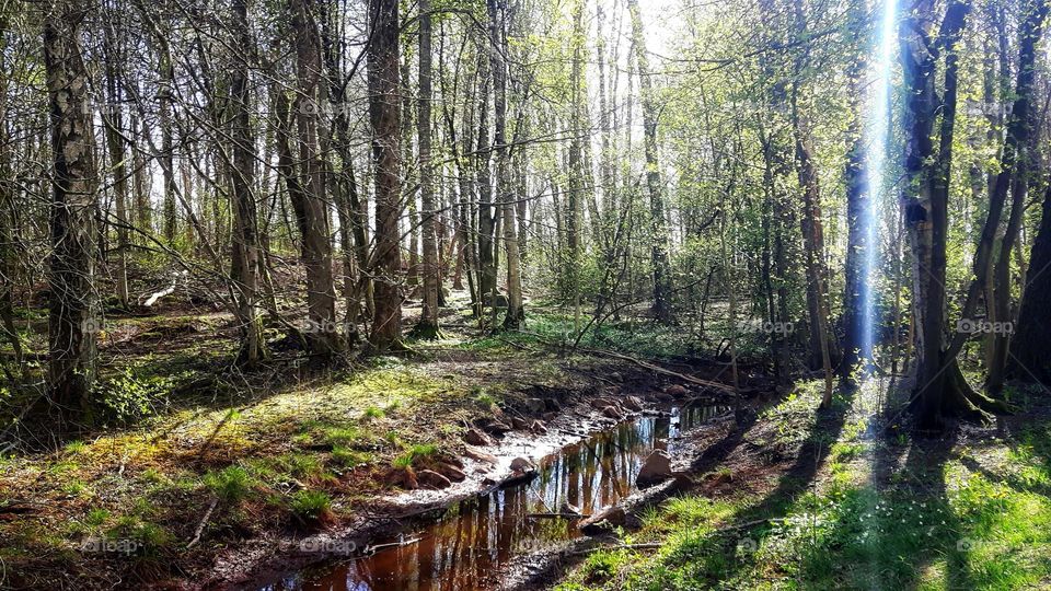 Spring in the forrest