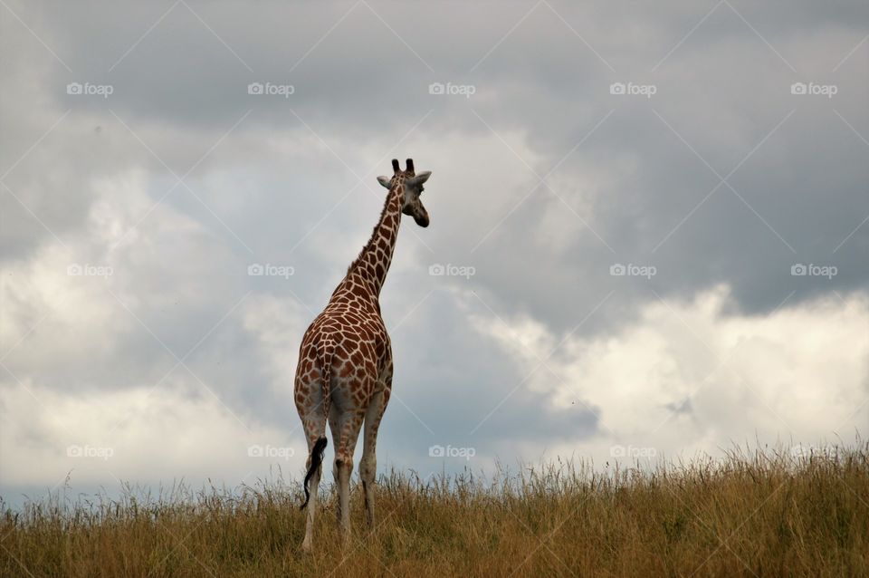 Giraffe