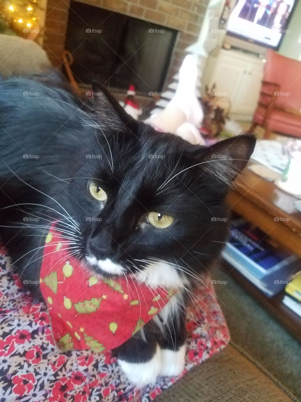 Tuxedo Christmas Kitty