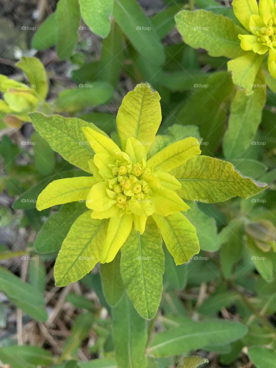 Green gradient plant 
