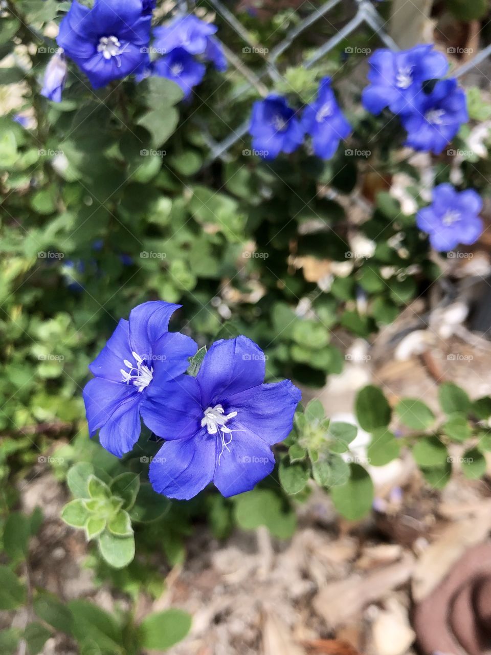 Vibrant purple bloom closeup 
