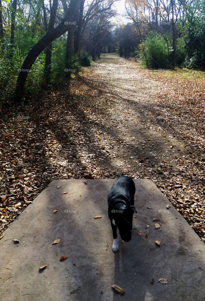 Shadows cast over a dog at the entrance to a wooded pathway of leaves and dirt.