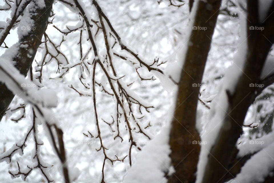 Tree snow