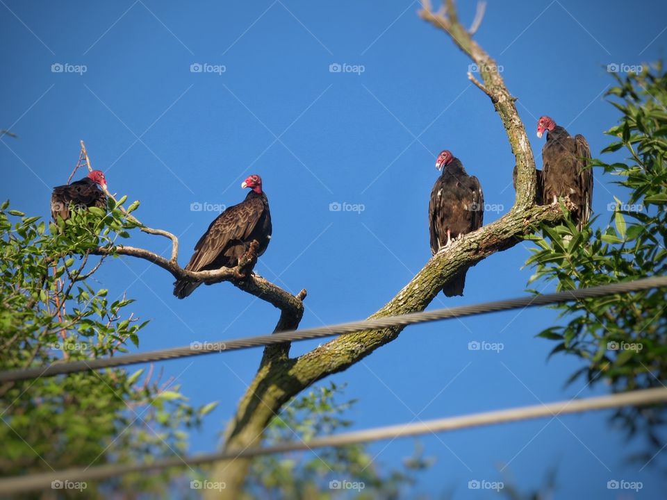 Turkey vultures 