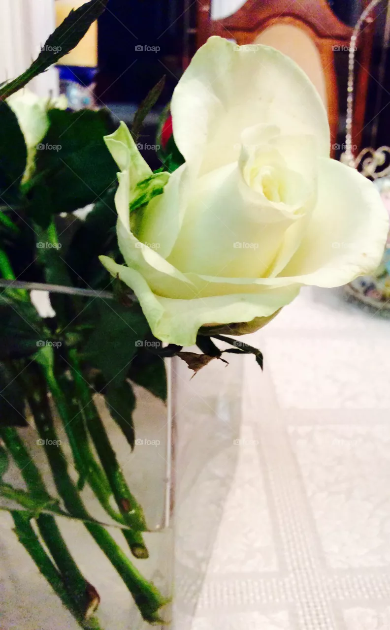 White rose 