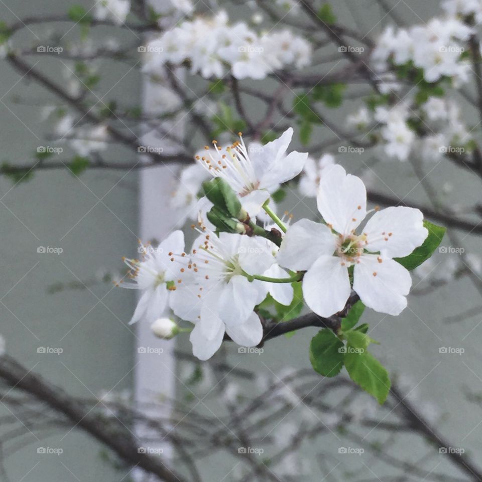Flowering Bing cherry
