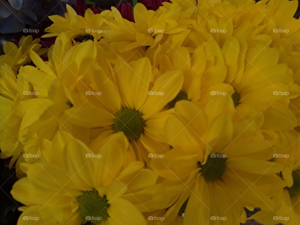Flores con pétalos amarillos