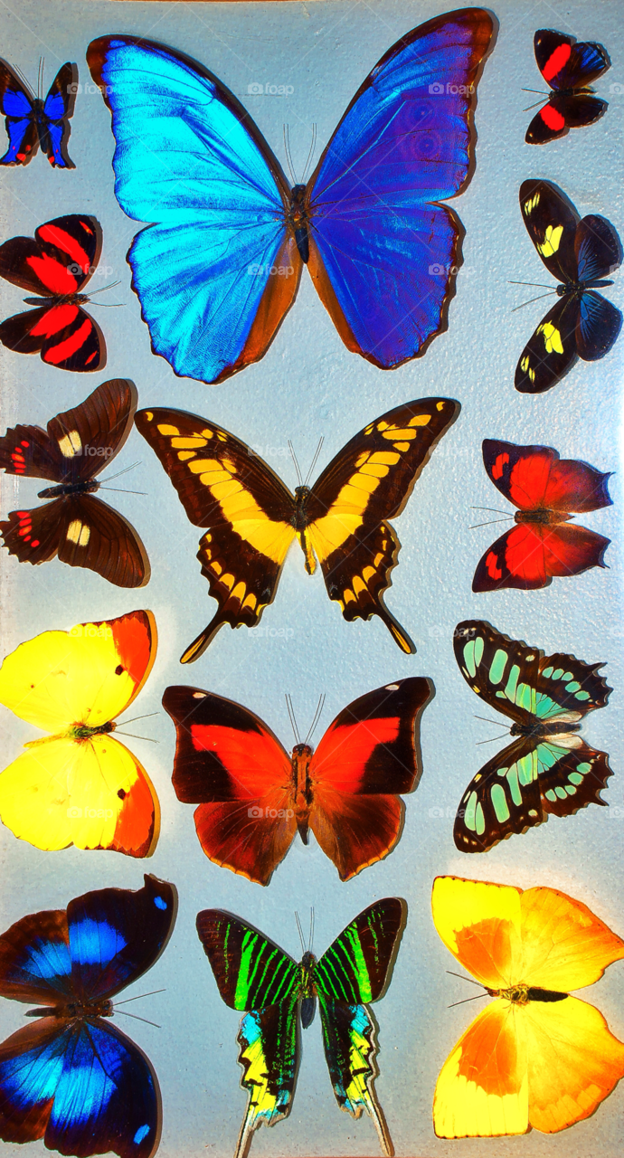 nature colorful butterflies preserved by delvec