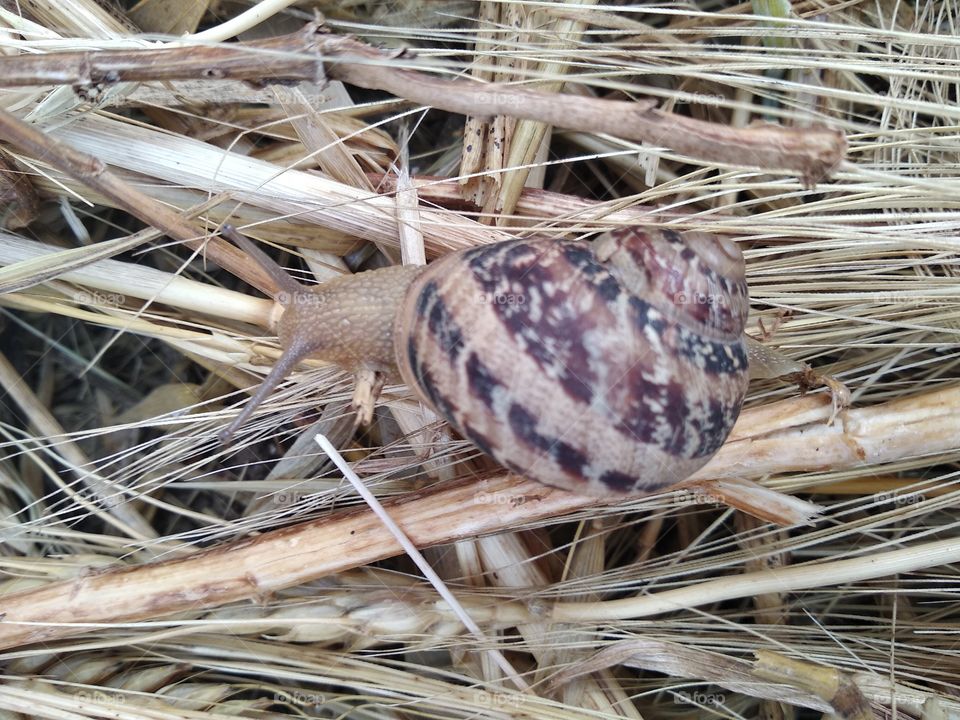 Snail