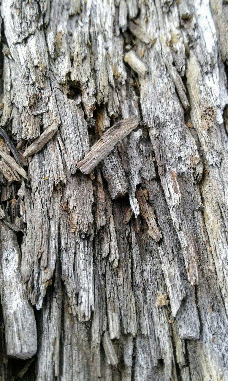 Old Wood