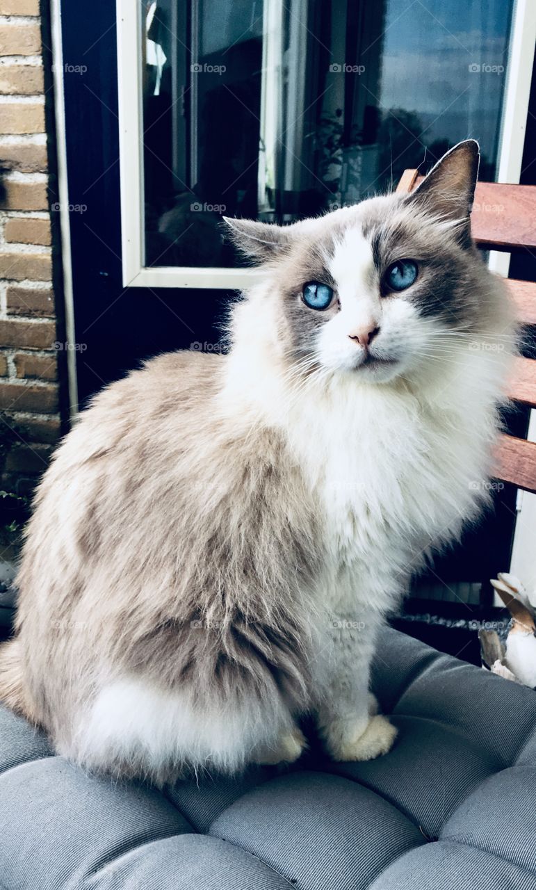 Majestic Cat with Ocean Eyes 
